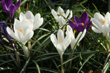 bahar güneş ışığı beyaz crocusus