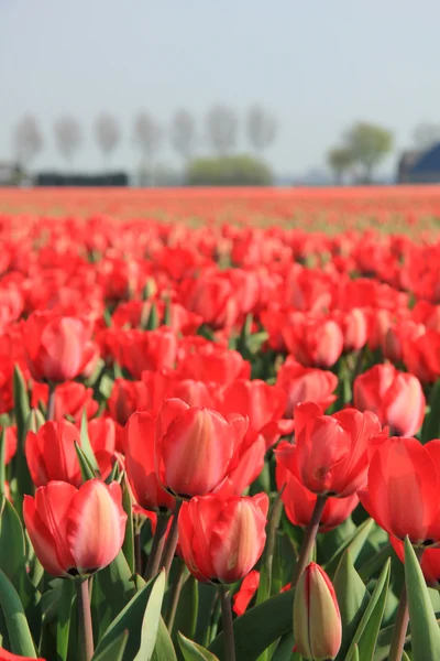 Red tulips in a field — Stock Photo, Image