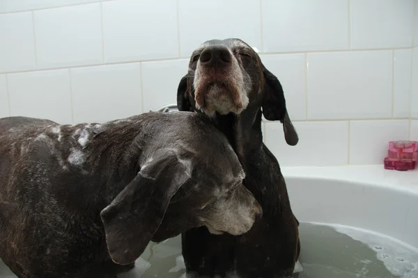 Perros en la bañera — Foto de Stock