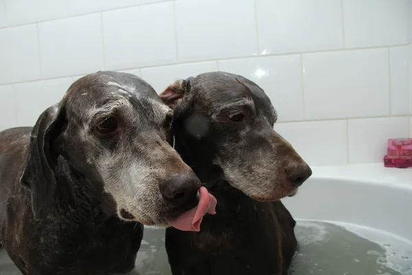 Washing dogs — Stock Photo, Image