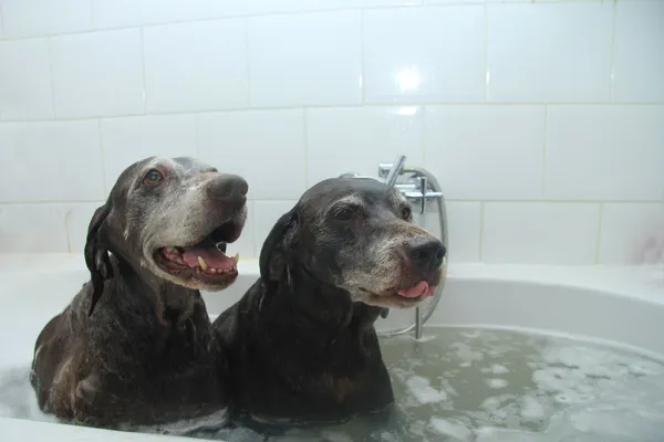욕조에 개 — 스톡 사진
