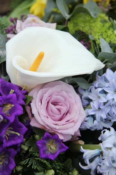 Calla lily w układzie fioletowy niebieski — Zdjęcie stockowe