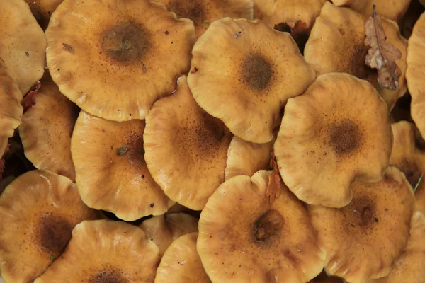 Close-up de cogumelos — Fotografia de Stock