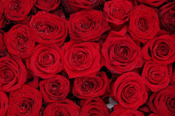 Velké skupiny červených růží — Stock fotografie