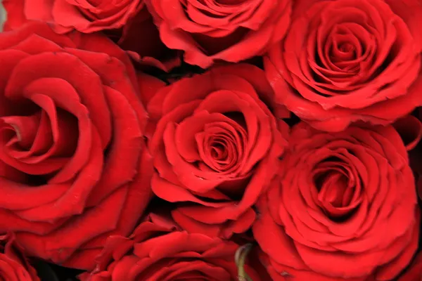 Röda rosor i en brudbukett — Stockfoto