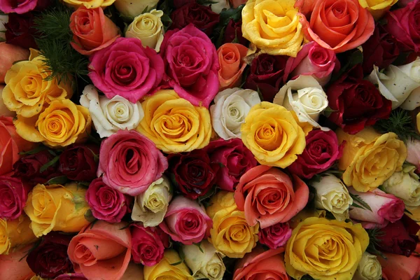 Veelkleurige rozen — Stockfoto