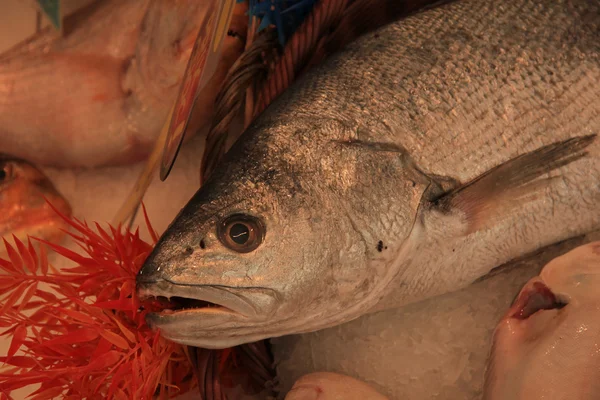 Verse vis op een markt — Stockfoto