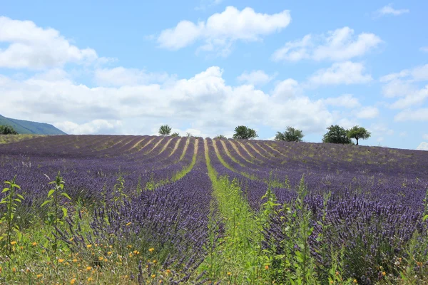Lavender fields near Sault, France — Stock Photo, Image