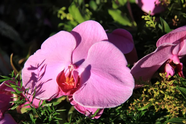 Orchidea Phalaenopsis in bouquet da sposa — Foto Stock