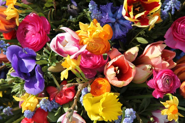 Frühlingsblumen in leuchtenden Farben — Stockfoto