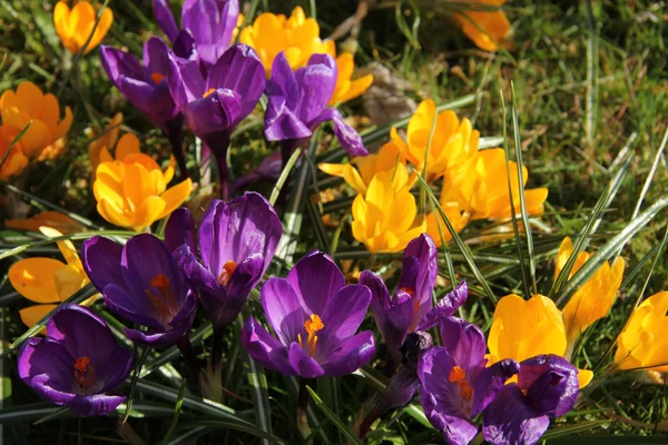 Crocusus púrpura y amarillo a la luz del sol de primavera —  Fotos de Stock