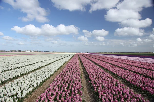 Hyacints op een veld — Stockfoto