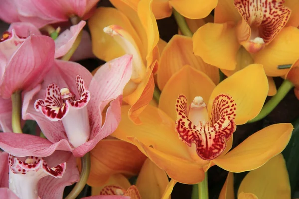 Orchideje cymbidium růžové a žluté — Stock fotografie