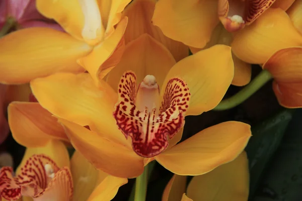 Желтые цимбиевые орхидеи — стоковое фото