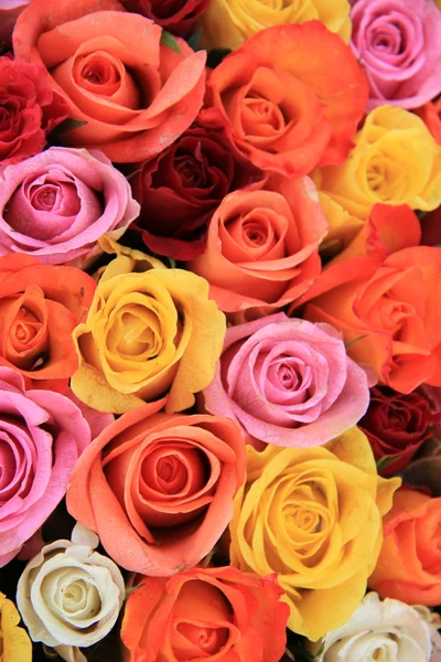 Multicolored wedding roses — Stock Photo, Image