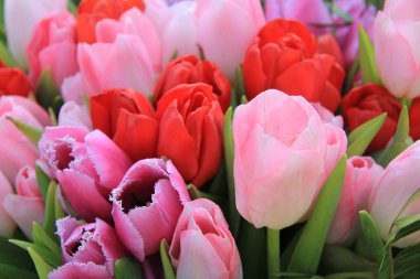 kırmızı ve pembe laleler