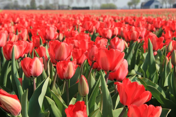 Red tulips in a field — Stock Photo, Image