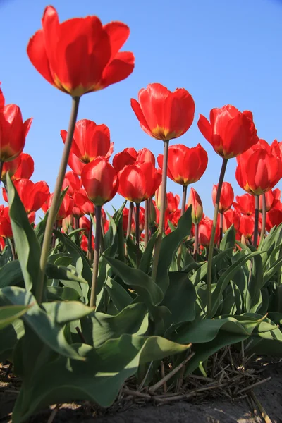 Red tulips in a field — Stock Photo, Image