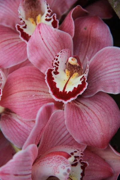 Orquídea rosa del cymbidium — Foto de Stock
