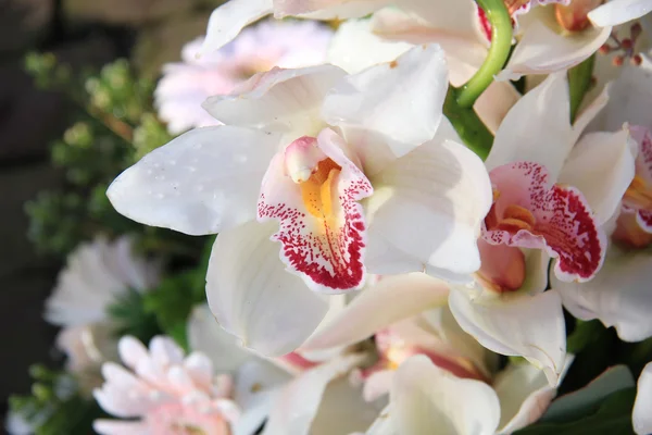 Белые цимбидиевые орхидеи — стоковое фото