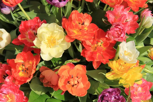 Buquê tulipa multicolorido — Fotografia de Stock