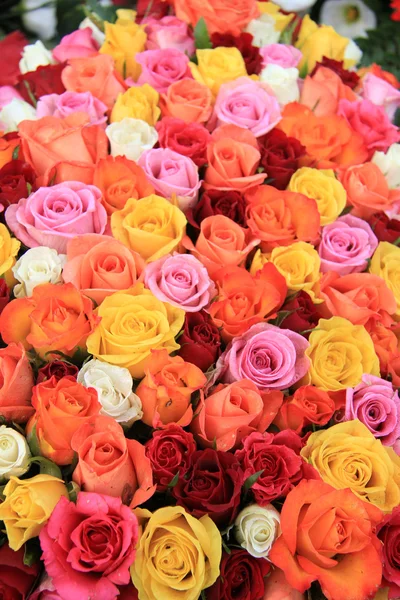 Multicolored wedding roses — Stock Photo, Image