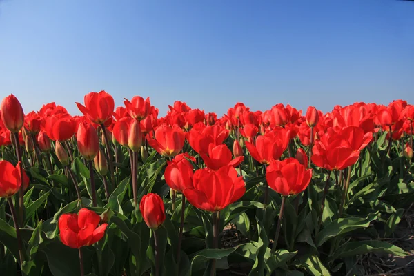 Des tulipes rouges dans un champ — Photo