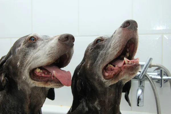 Моющие собаки — стоковое фото