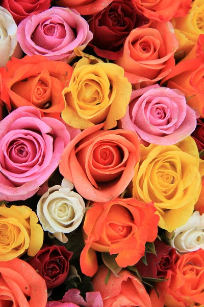 Цветные свадебные розы — стоковое фото