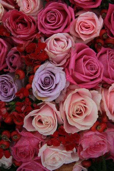 Rosas nupciais em rosa e roxo — Fotografia de Stock