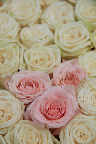 Rosas nupciais brancas e rosa — Fotografia de Stock
