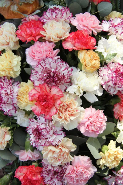 Pastel carnations — Stock Photo, Image