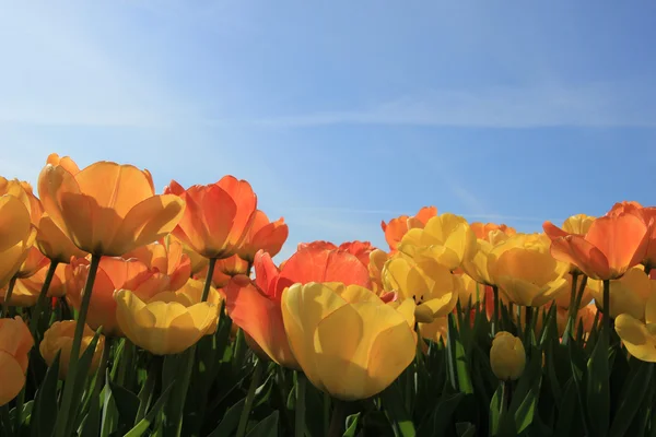 Tulipanes amarillos y naranjas —  Fotos de Stock