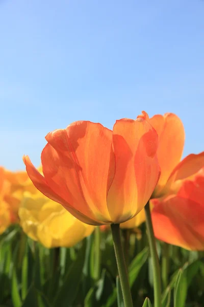 Tulipanes amarillos y naranjas —  Fotos de Stock