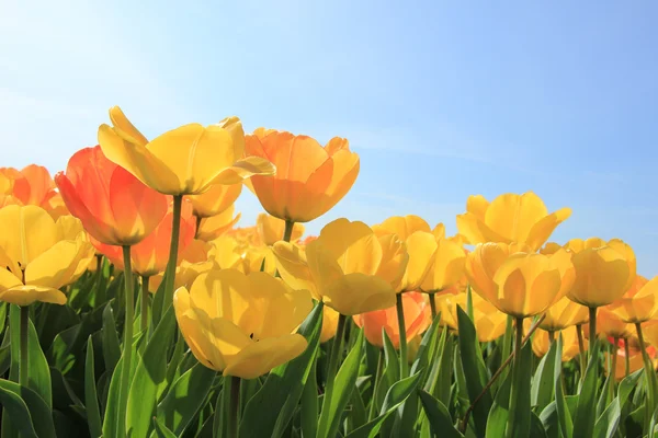 Tulipanes amarillos y naranjas — Foto de Stock