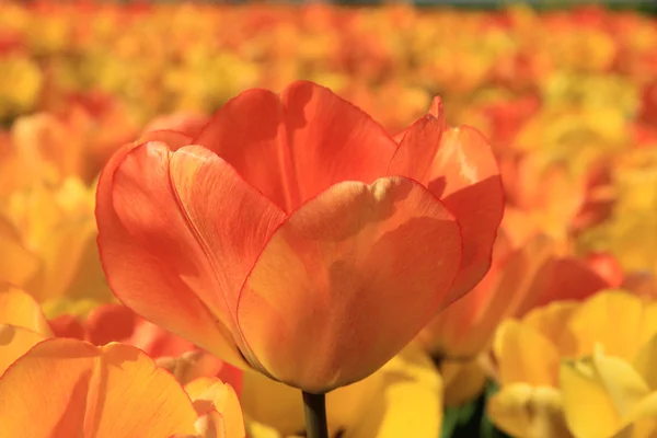 Tulipes jaunes et orange — Photo