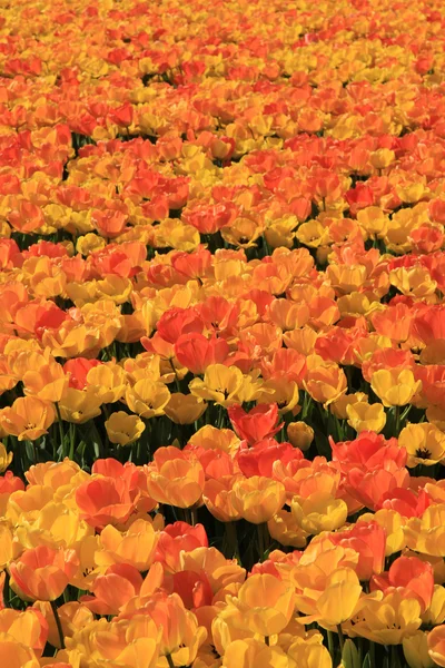 Tulipas amarelas e laranja — Fotografia de Stock