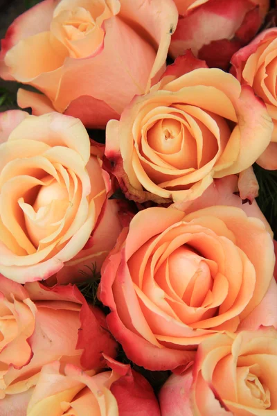 Roses de mariage multicolores — Photo