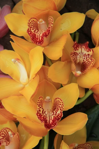 Gul cymbidium orkidéer — Stockfoto