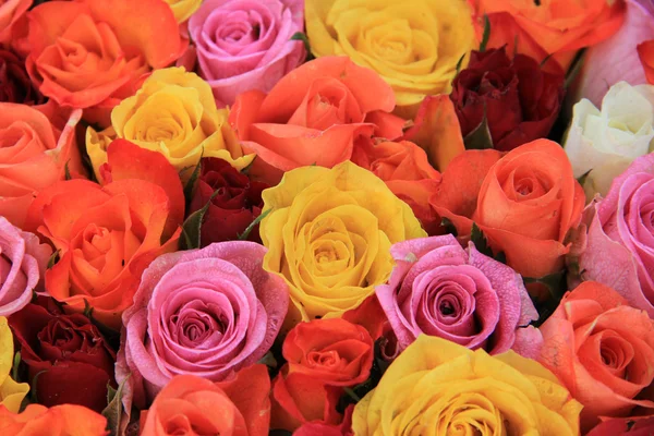 Roses de mariage multicolores — Photo