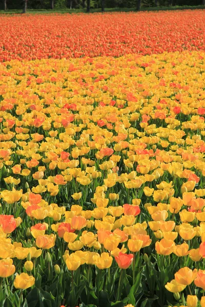 Tulipanes amarillos y naranjas —  Fotos de Stock