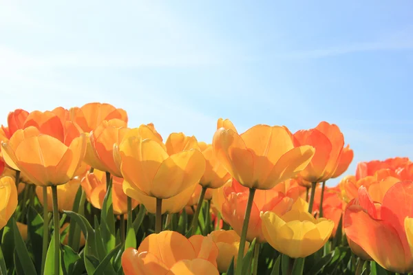 Yellow and orange tulips — Stock Photo, Image
