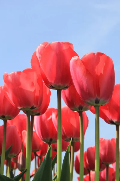 Rosa tulpaner — Stockfoto