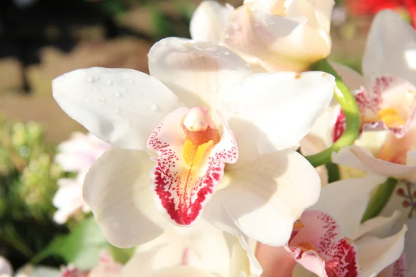 White cymbidium orchids — Stock Photo, Image