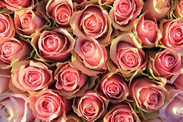 Rosa Rosen in einem Brautarrangement — Stockfoto