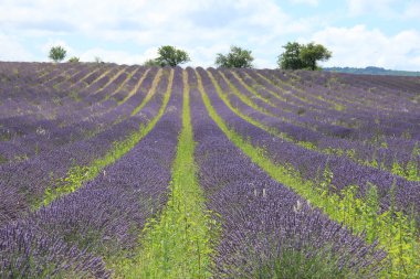 Lavanta alanları yakınında sault, Fransa