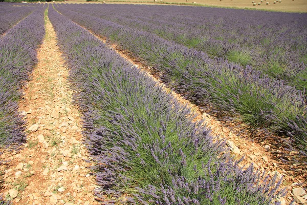 Lavender fields near Sault, France — Stock Photo, Image