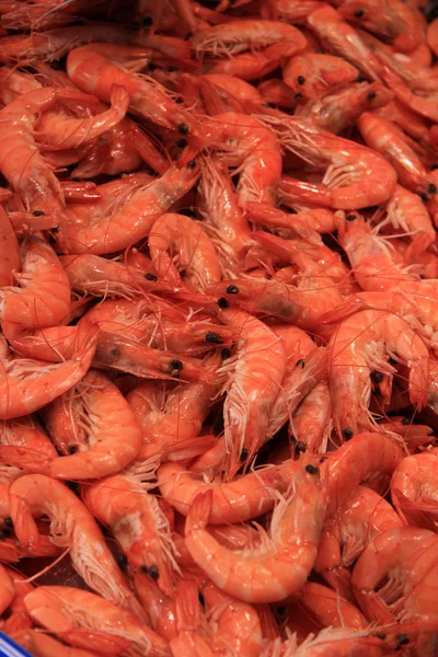 Crevettes — Photo