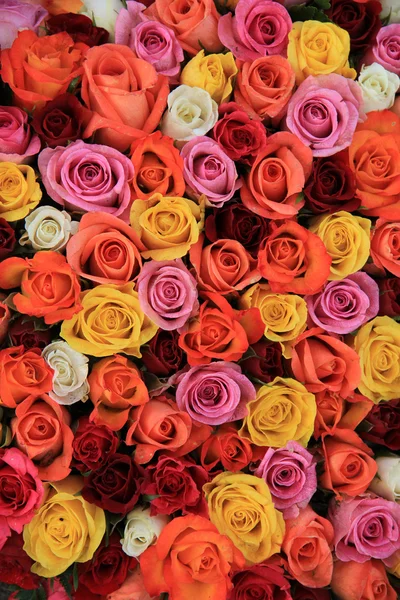Pestrobarevné svatební růže — Stock fotografie