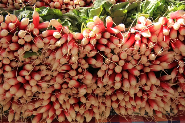 Radish — Stock Photo, Image